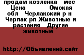 продам козленка 5 мес › Цена ­ 3 000 - Омская обл., Черлакский р-н, Черлак рп Животные и растения » Другие животные   